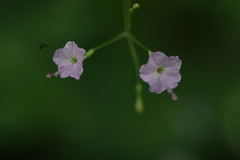 Boerhavia chinensis